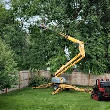 Best Tree Cabling and Bracing  in Bella Vista, CA