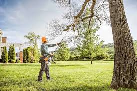 Best Stump Grinding and Removal  in Bella Vista, CA