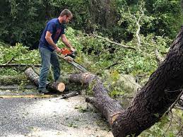 Reliable Bella Vista, CA Tree Care Solutions