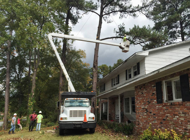 Best Emergency Tree Removal  in Bella Vista, CA