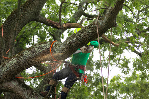 Best Tree and Shrub Care  in Bella Vista, CA