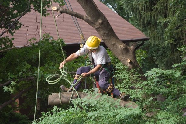 Best Tree Mulching  in Bella Vista, CA