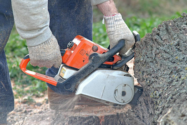 Best Lawn Renovation and Restoration  in Bella Vista, CA