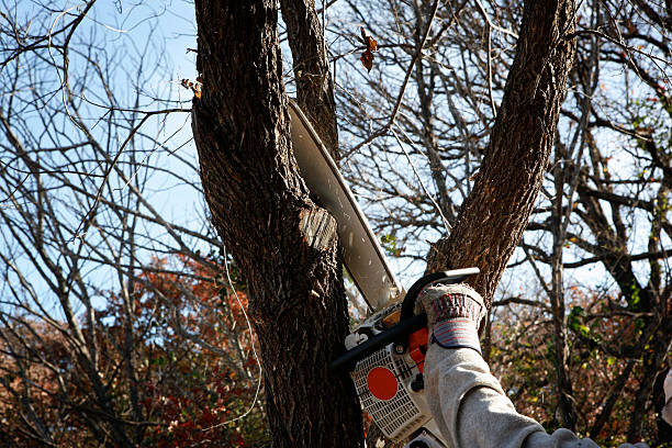 Best Tree Disease Treatment  in Bella Vista, CA