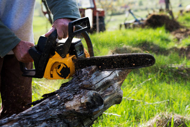 Best Arborist Consultation Services  in Bella Vista, CA