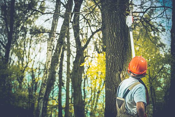Best Tree Removal  in Bella Vista, CA