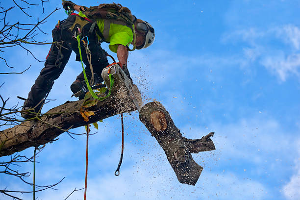 How Our Tree Care Process Works  in  Bella Vista, CA