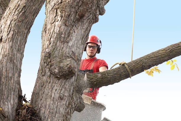 Best Tree Health Inspection  in Bella Vista, CA