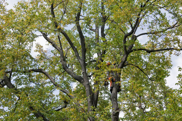 Best Hazardous Tree Removal  in Bella Vista, CA