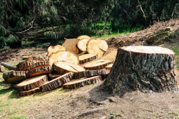 Best Aeration Services  in Bella Vista, CA